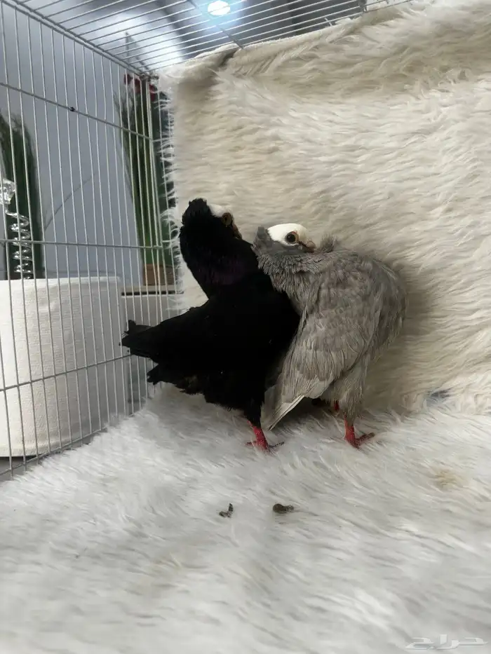 زوج منتج وفروخ باكستاني مسابقات 3