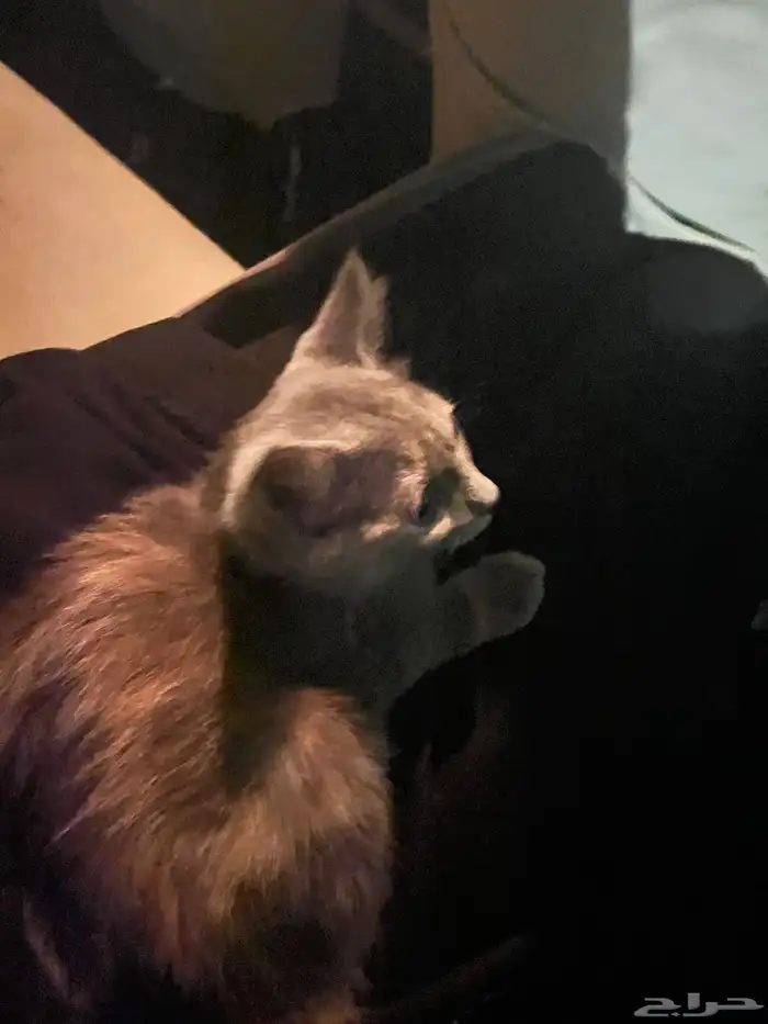 قطه للتبني لوسي 0