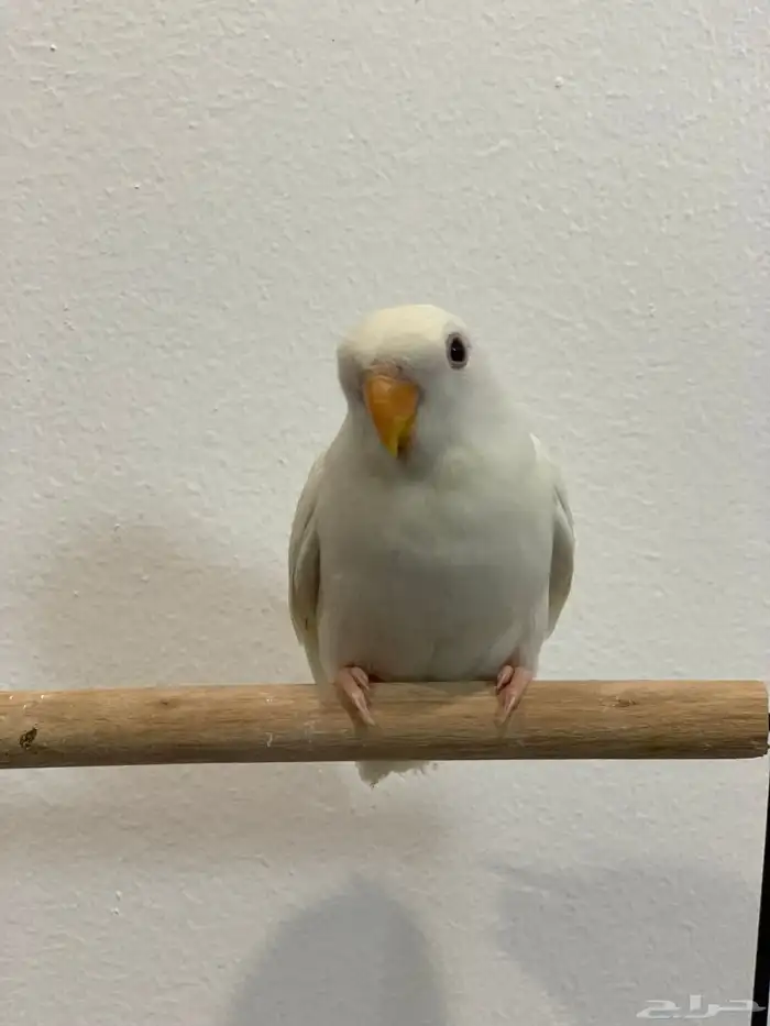 روز البينو اليف 0