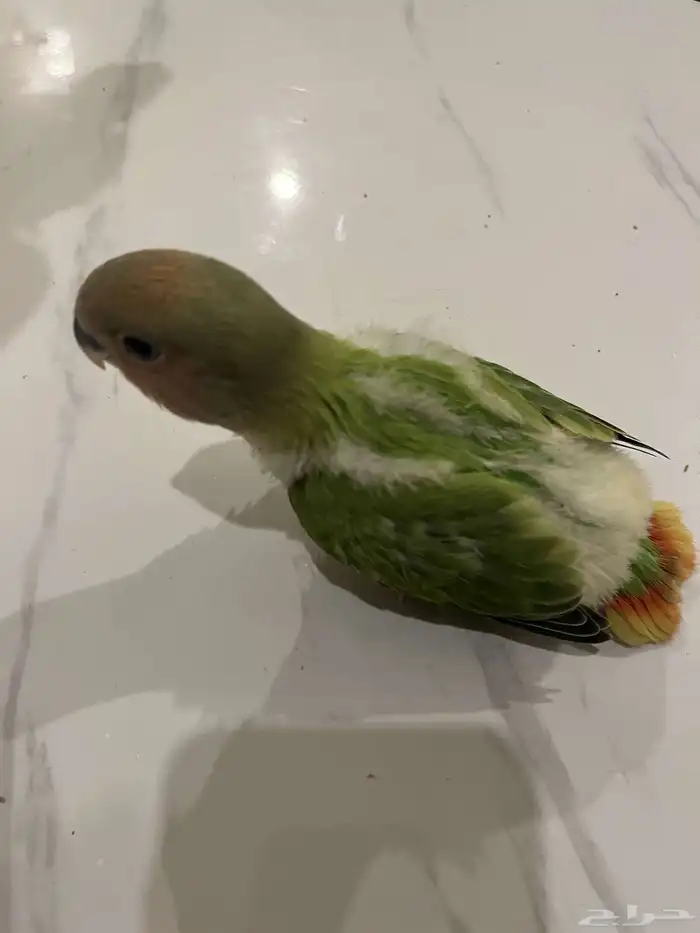 للبيع فروخ روز 1