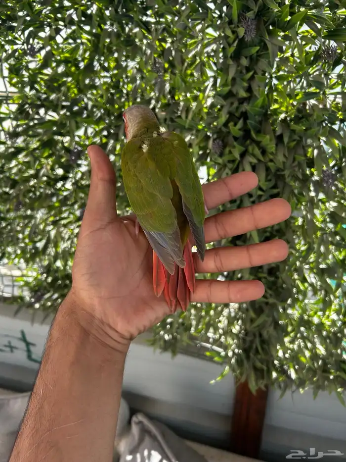 فرخ كنيور اليف و هدد و بدايه انفطام 3