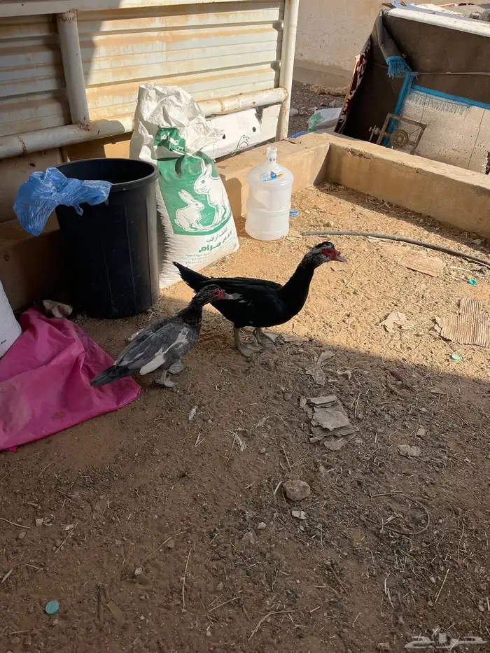 بط مصري بح بياض جوز 0