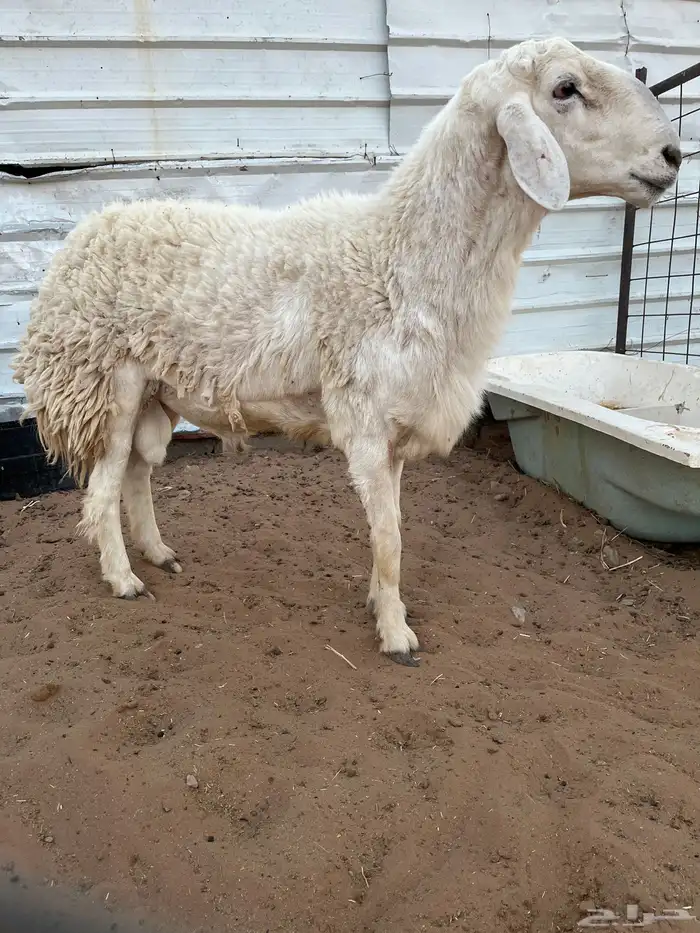 طلي حري مشروع فحل من حلال محمد الجعيد السن رباع شرط نسف 1