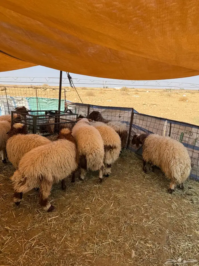 للبيع طليان خرفان ورخال نعيمي اعمارها فوق 7 شهور 5