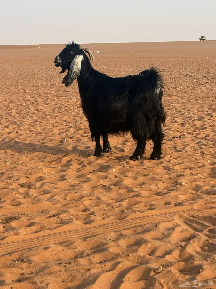 عنز حاصب تبي تلد 2