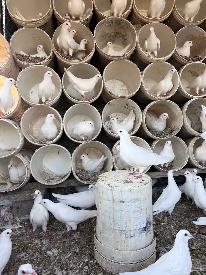 طبات حمام فرنسي 6