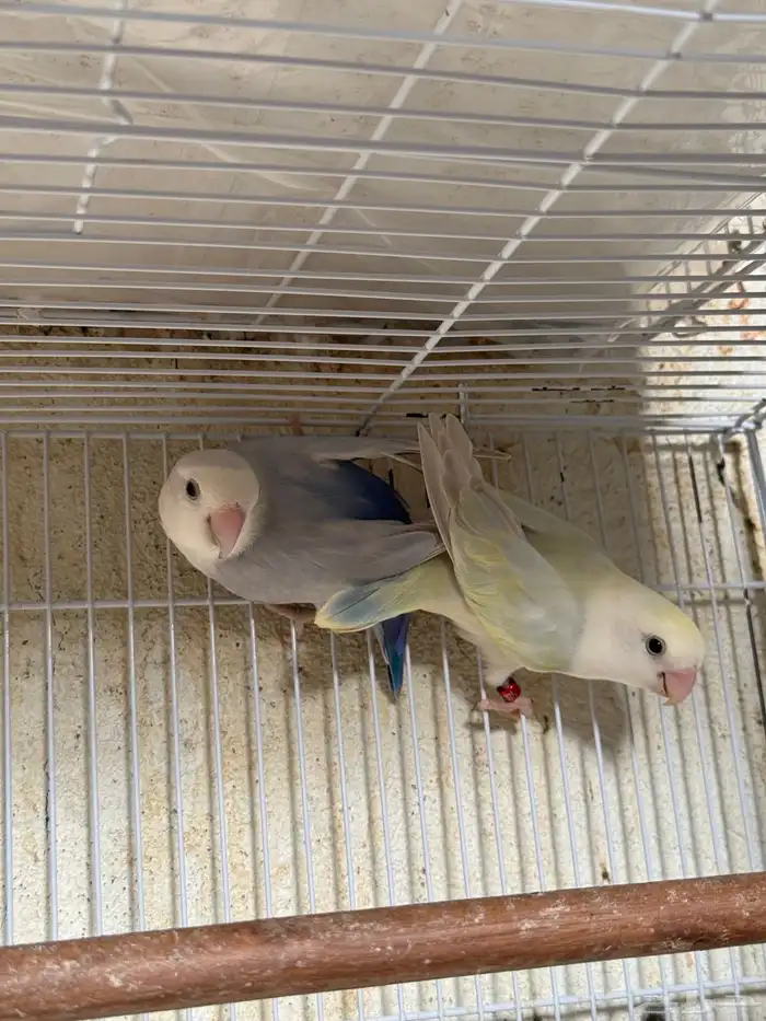 للبيع ازواج روز منتجه 15 زوج 23