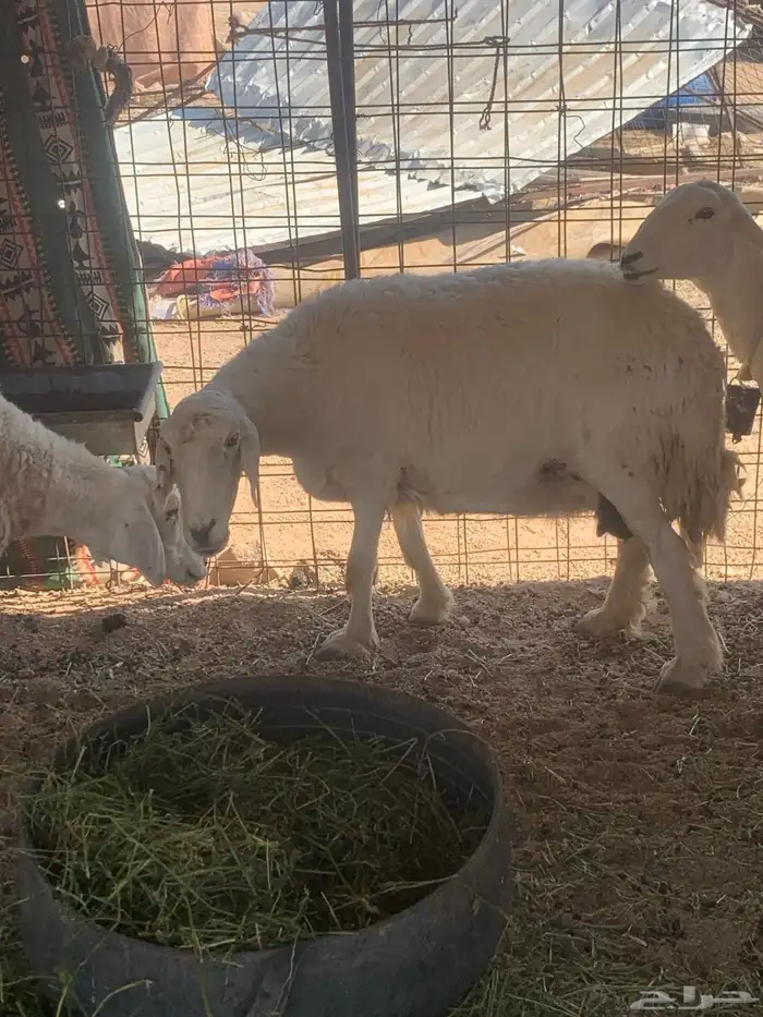 البيع غنام حريتا 0