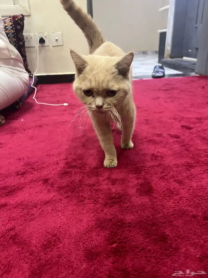 قط سكوتش متروك للأسف .. للتبني 5