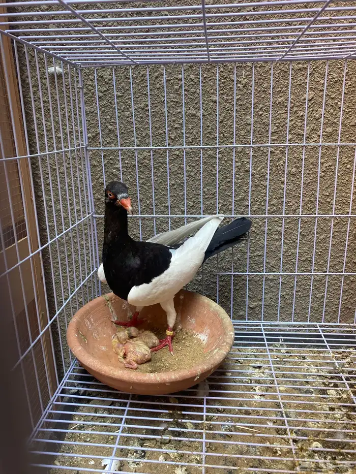 زوج دنش مسوبع 4