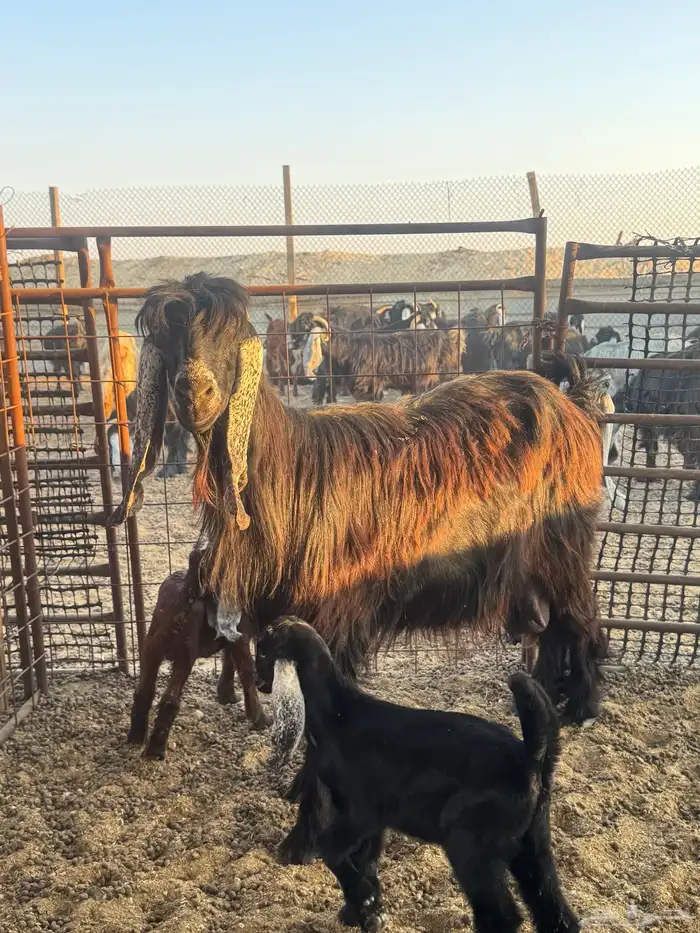 رغثه متاومه 2