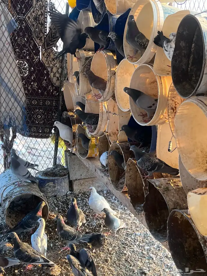 حمام للبيع 1