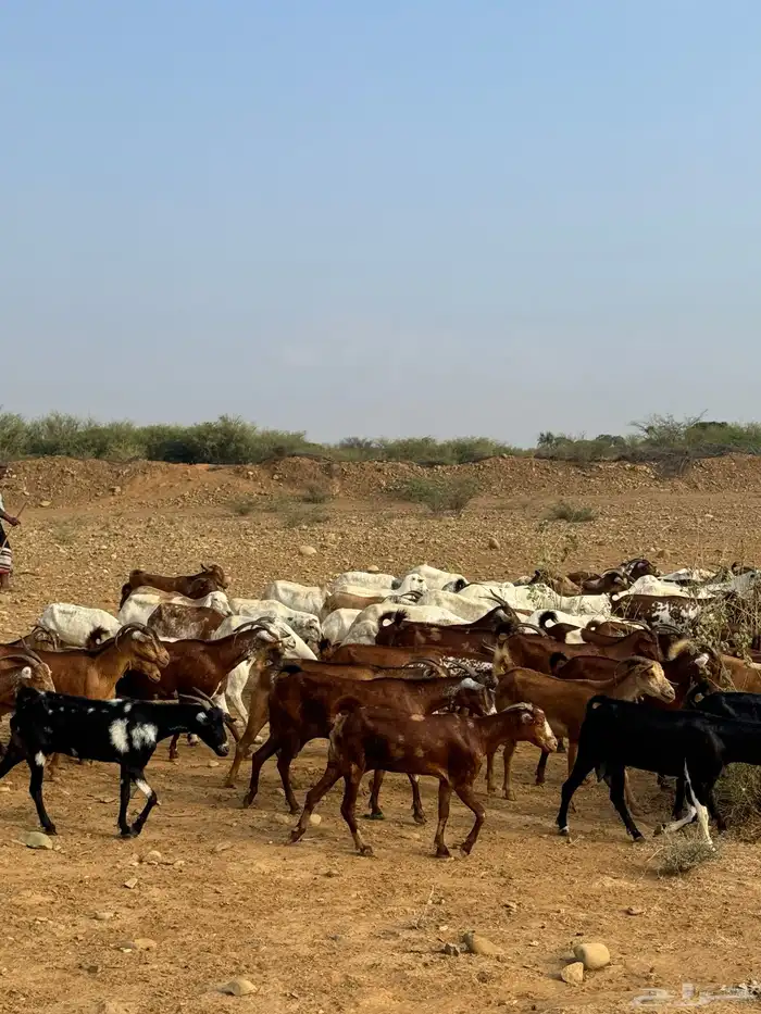 للبيع غنم دهم العدد 60 وضأن العدد 35 5