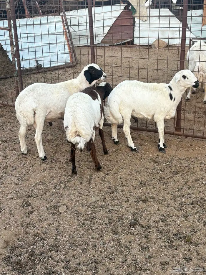 طليان للبيع 4