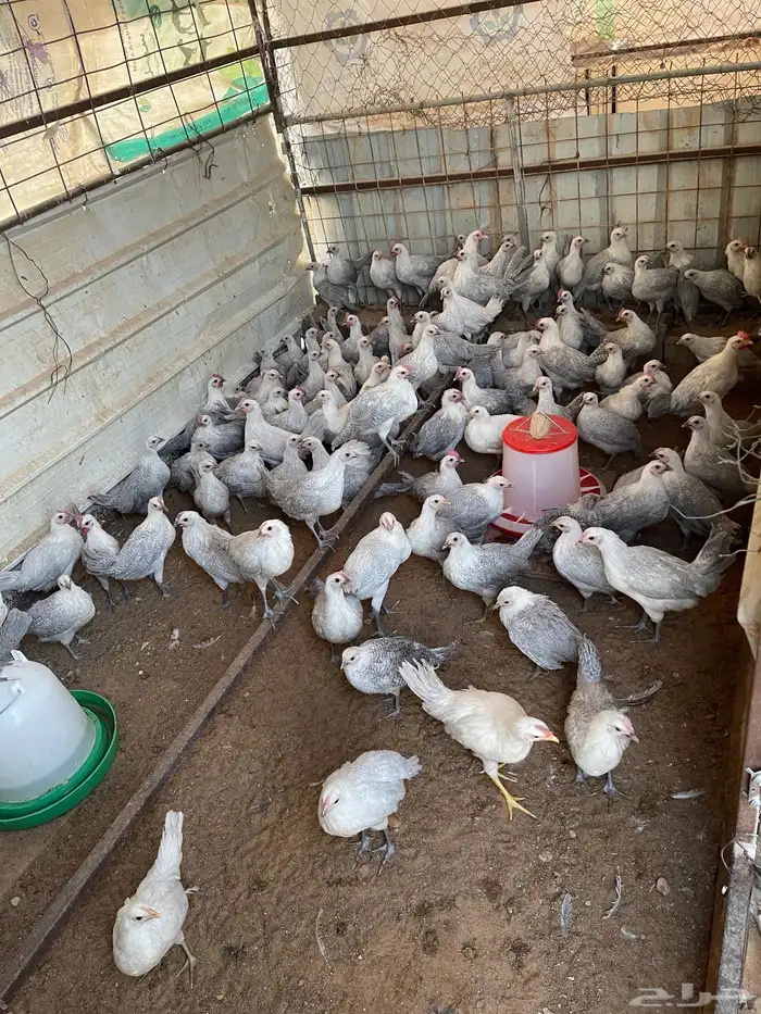 دجاج فيومي المنيوم 0