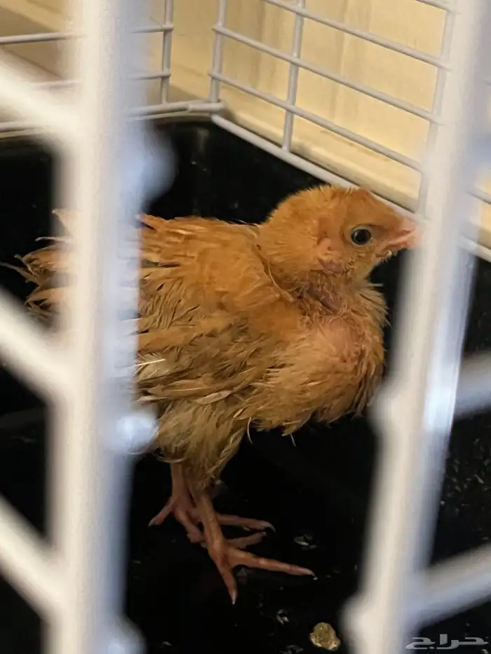 صوص دجاج للتبني 0