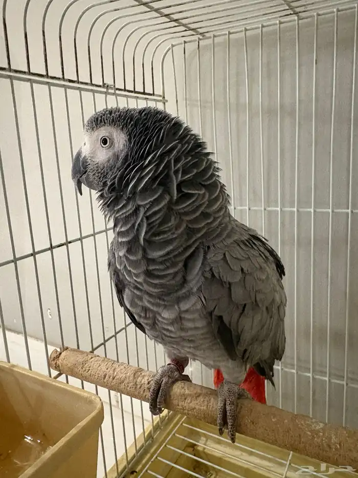 انثى كاسكو انتاج 0