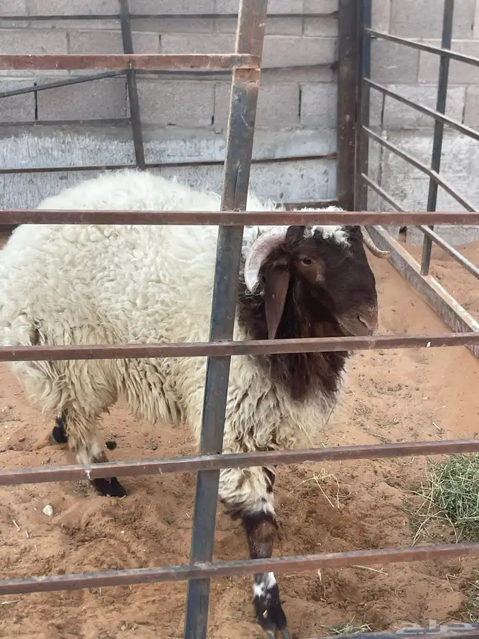 خروف للبيع 1