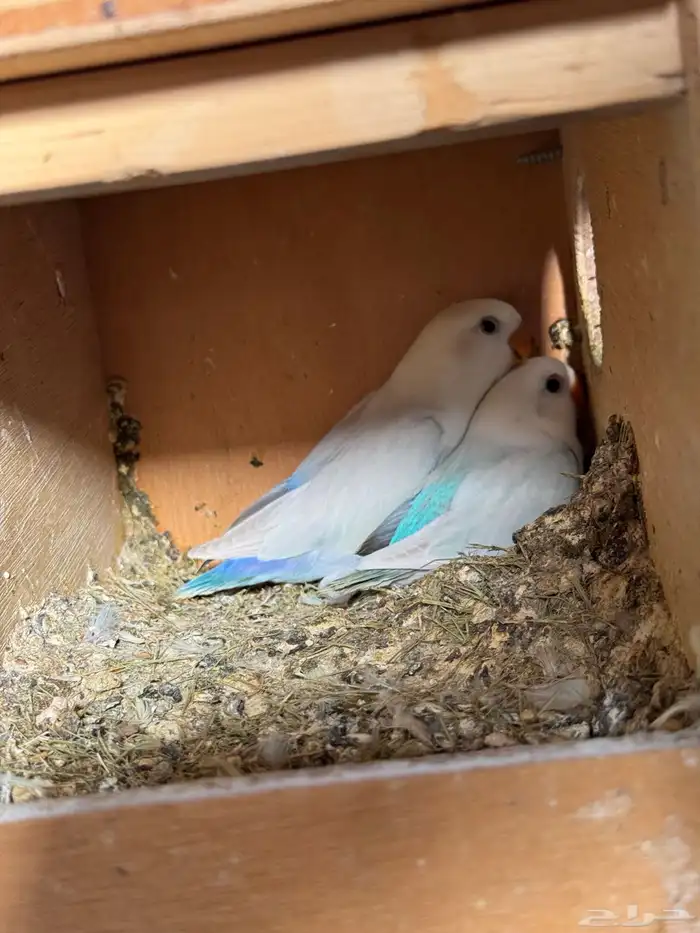 للبيع ازواج روز منتجه 15 زوج 24