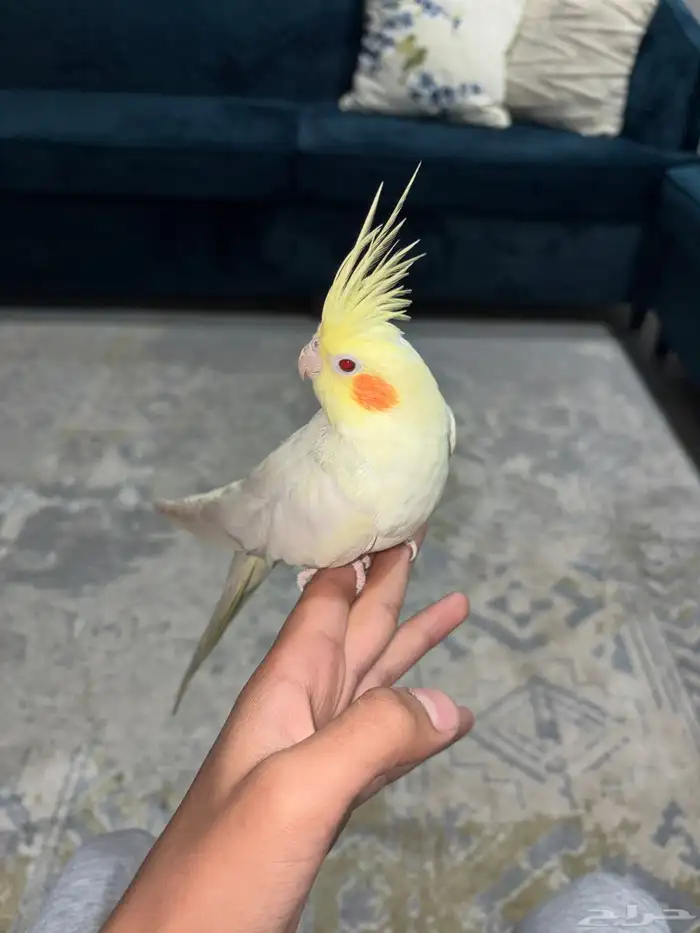 طير كروان انثى 0