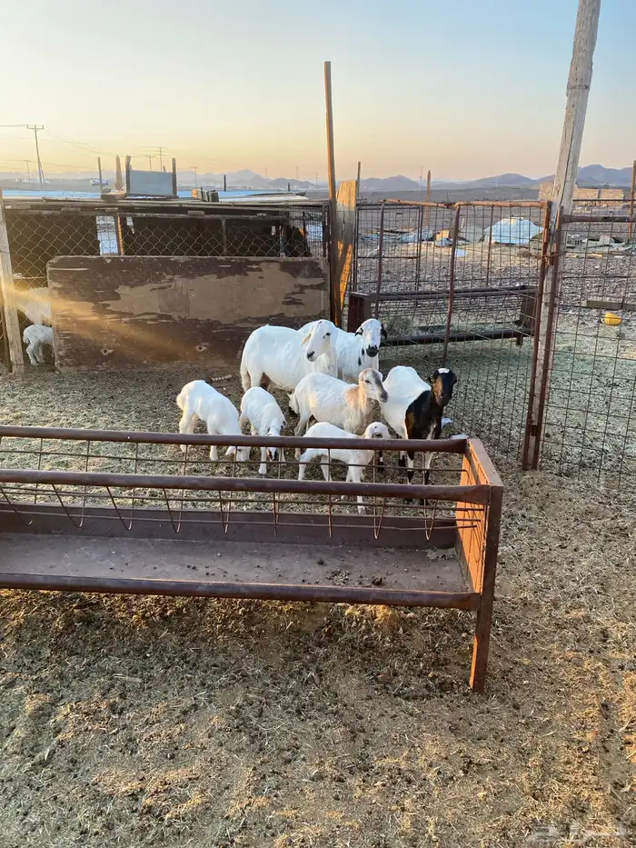 للبيع ضان رفيديات ثلاث ولد وحده دافع 4