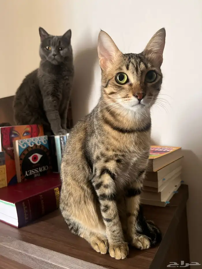 قطط للتبني في المدينة المنورة صحتهم كويسه متطعمين ومتعقمين 1