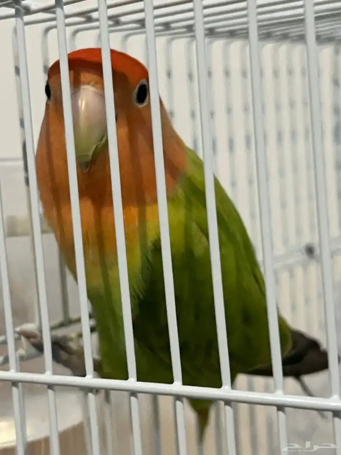 طير روز للبيع 0