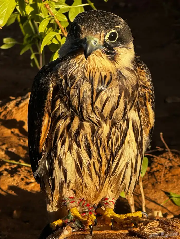 بكه او جليميه 6