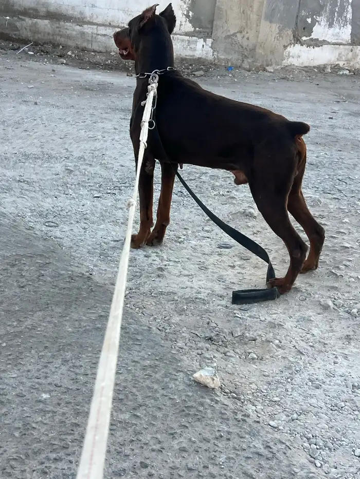 كلب دوبر مان 0