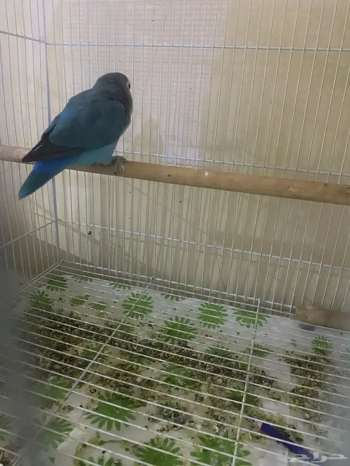 روز ذكر للبدل بروز انثي 1