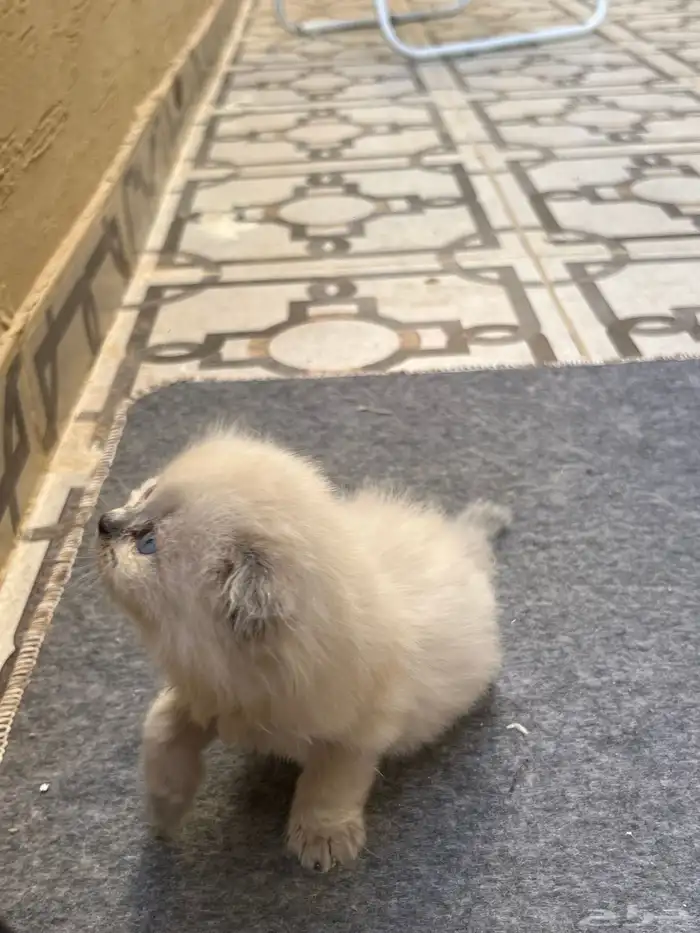 قطط صغار سكوتش هجين شيرازي للبيع 7