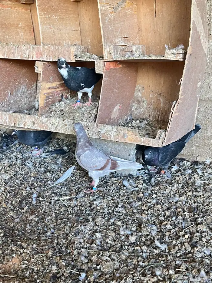 حمام طبات قطيفي 2