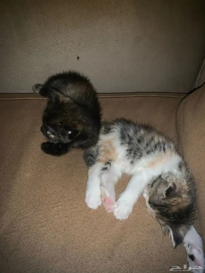 قطط للبيع  ام واطفالها  عمر الام سنة  والاطفال 6 اسابيع 0