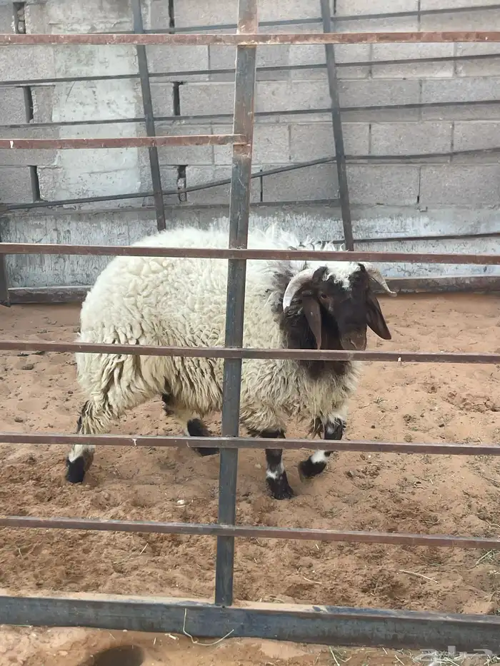 خروف للبيع 3