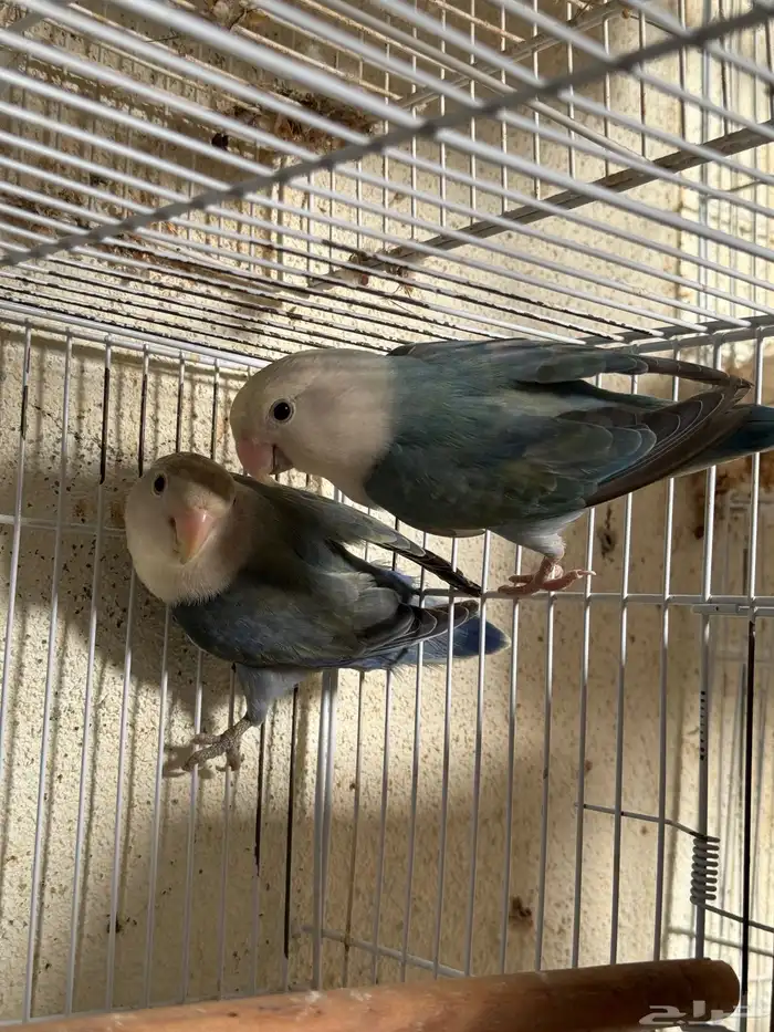 للبيع ازواج روز منتجه 15 زوج 36