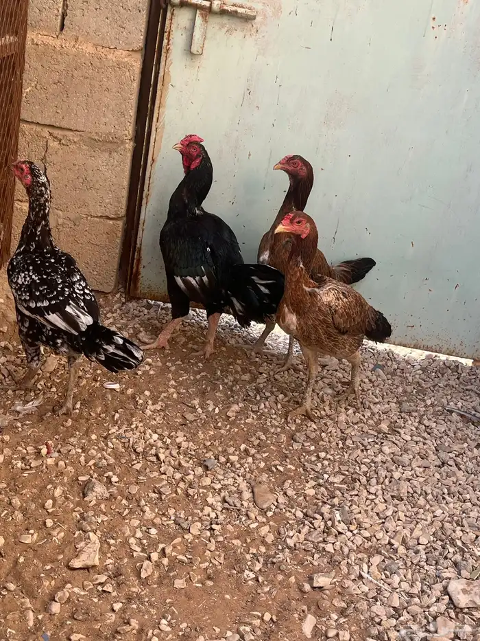 ديك وثلاث دجاجات للبيع 2