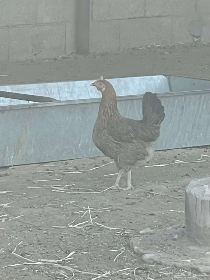 المورورقع القيصومه الحوشه 5