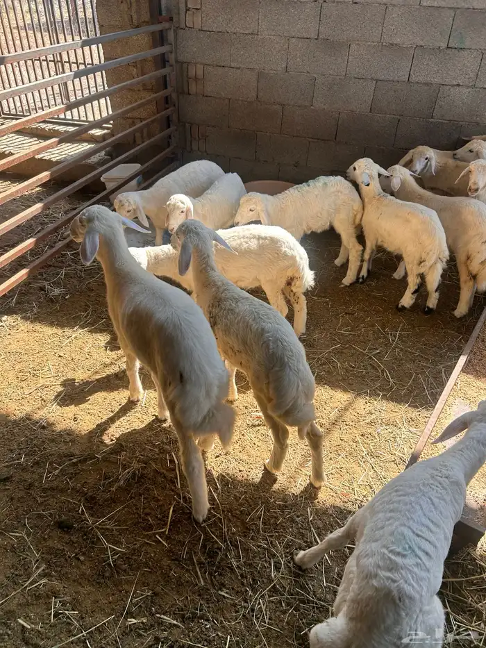 بهم للبيع العدد18 1