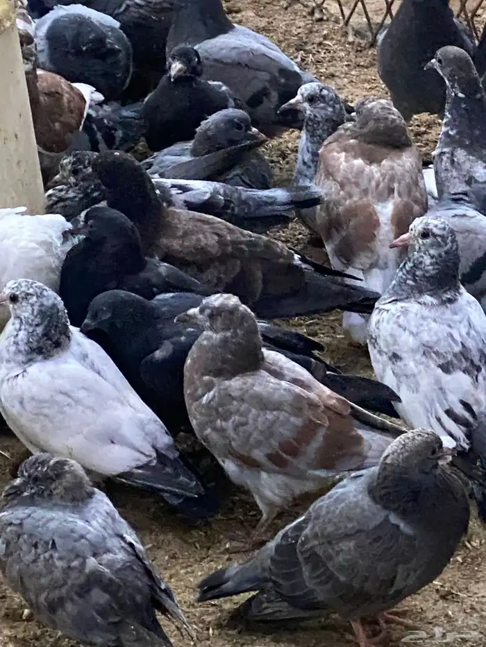 طيور بيت الزاجل 19