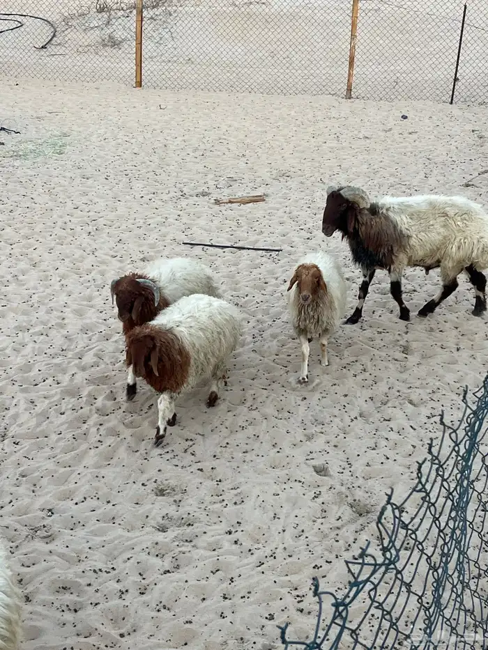 غنم نعيم بفحلها العدد 7 3