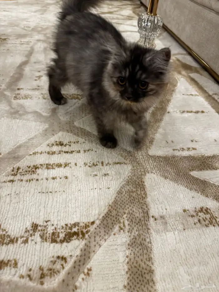 قطوة شيرازي 1