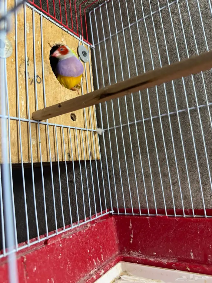 جوز قولدن فينش منتج 7