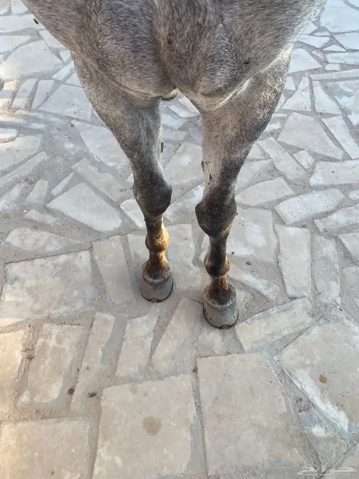 حصان واهو ولد ابن فريد 4