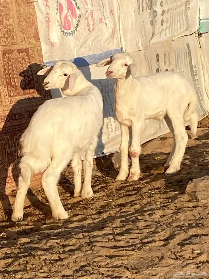 بهم حريات طلي ورخل 0