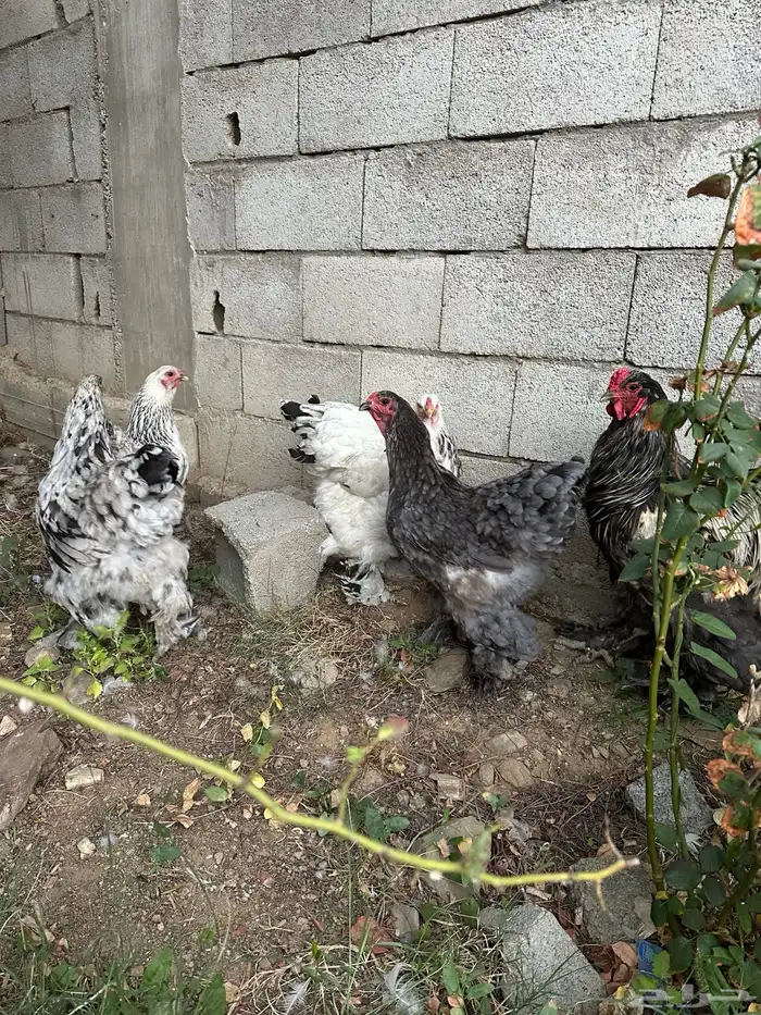 دجاج براهما مستوي توب 7