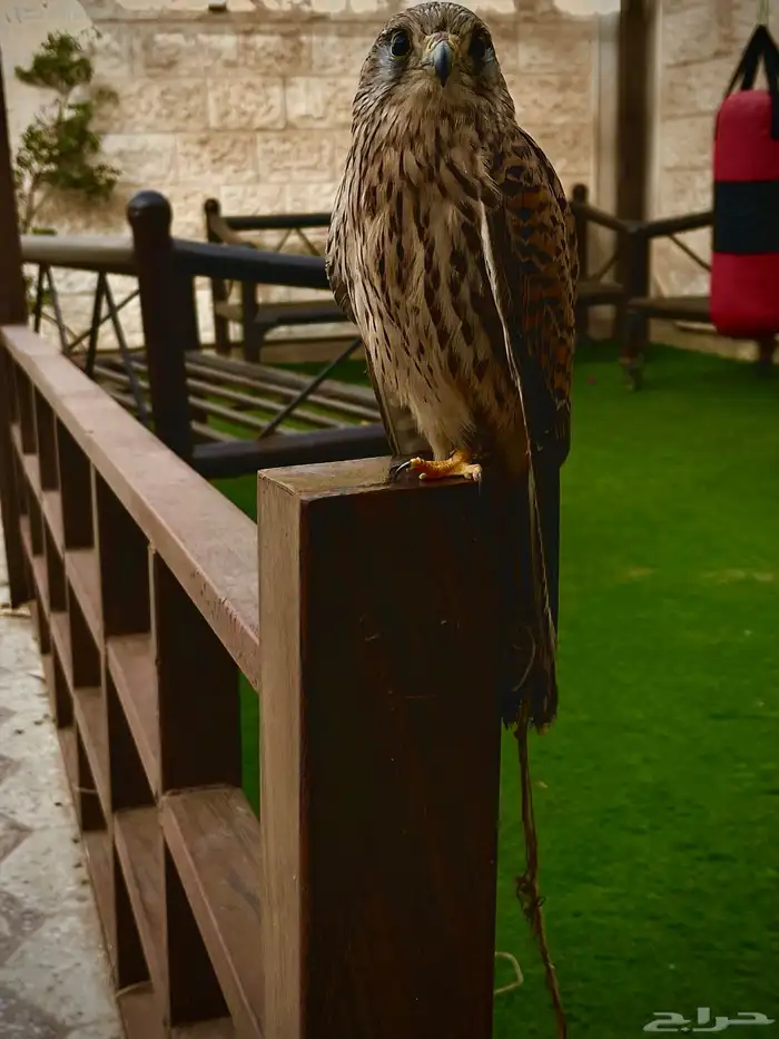 باشق للبيع 0