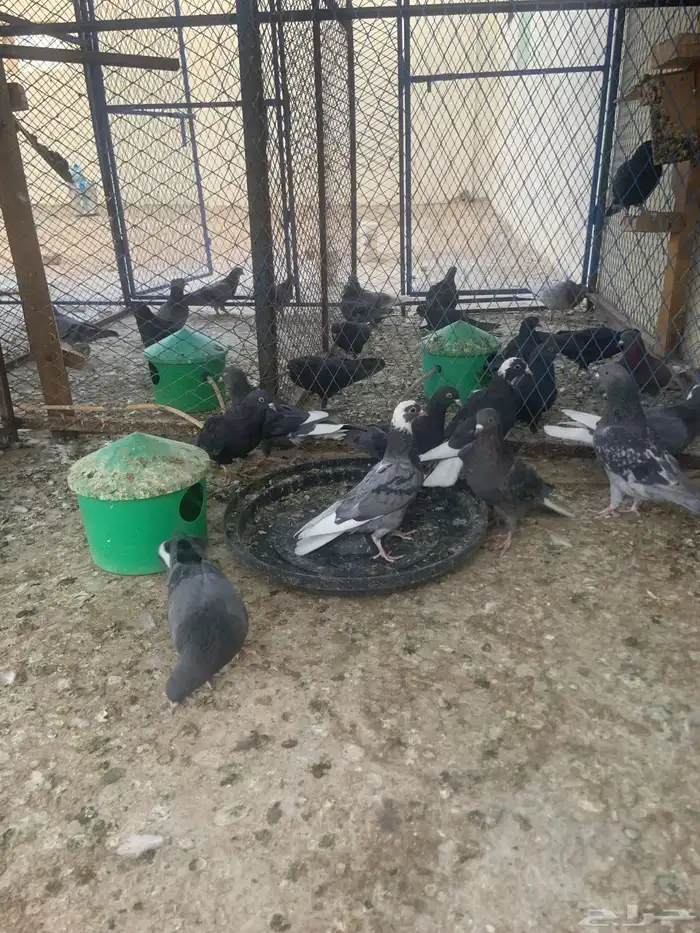 حمام قطيفي 3