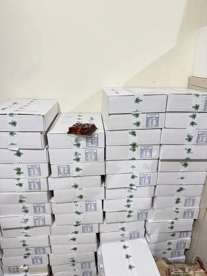 تمر صفري بيشة سنه انتاج 1447 4