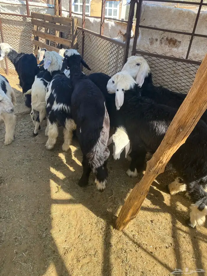 طليان ورخال ونجادا 1