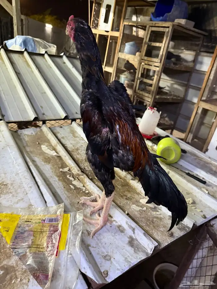 ديك برازيلي 1